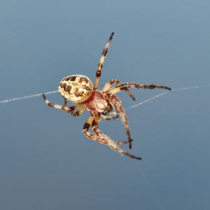 Macro