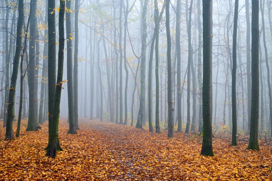 Autumn forest in Poznan