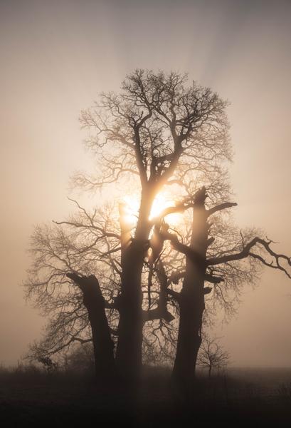 Old oaks in Rogalin park