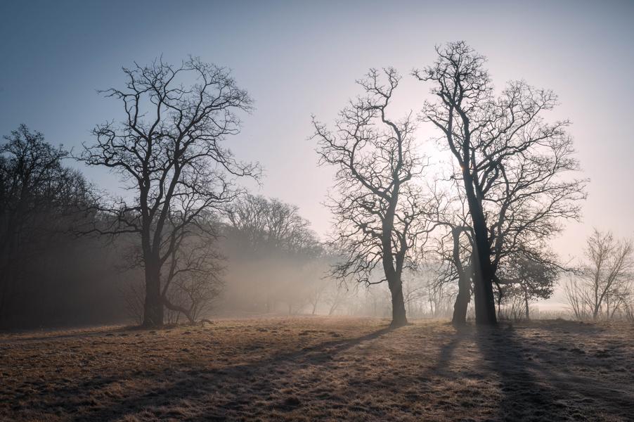 Misty morning in Rogalin in March