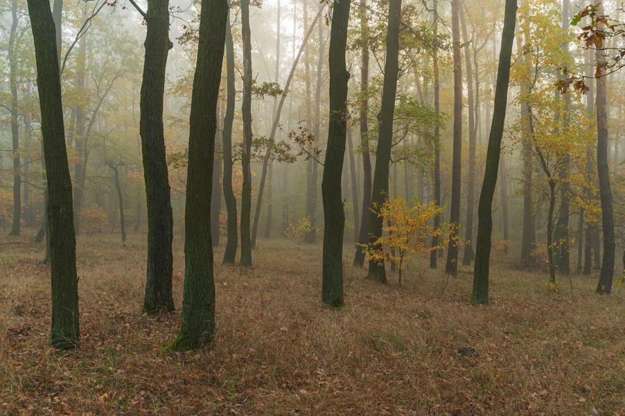 Autumn forest in Rogalin in misty morning